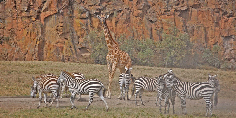 giraffe-plain-zebras-in-hells-gate-national-park